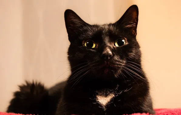 Cat, cat, look, black