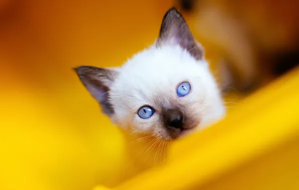 Cat, cat, look, close-up, yellow, kitty, background, portrait