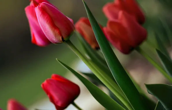 Tulips, buds, red tulips
