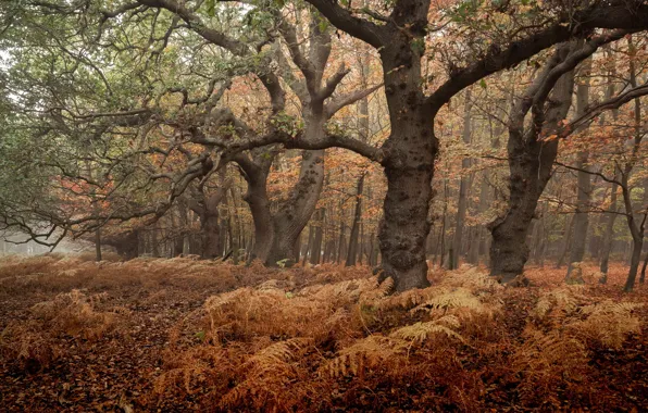 Picture autumn, forest, nature, fog