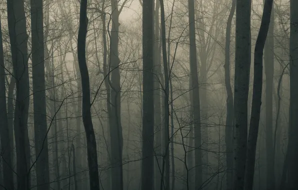 Forest, trees, fog