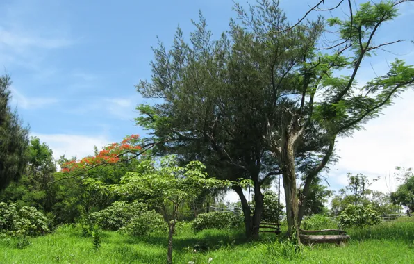 Picture greens, summer, the sky, grass, trees, nature, photo, garden