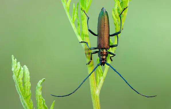 Macro, beetle, insect