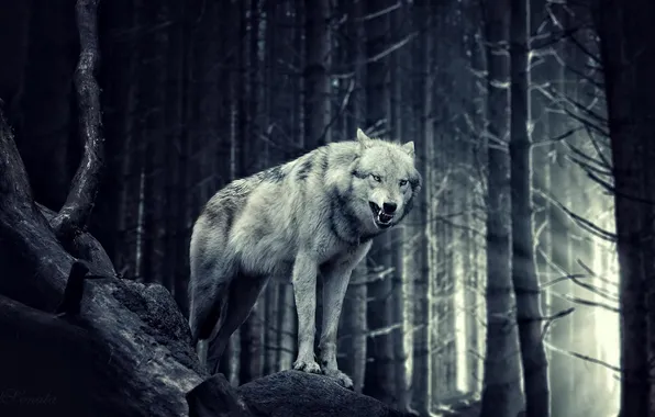 Nature, face, animal, wolf, wildlife, head, fur, mammal