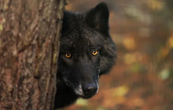 Nature, predator, animal, wolf, wildlife, portrait., Canis lupus. face • wolf • portrait • predator