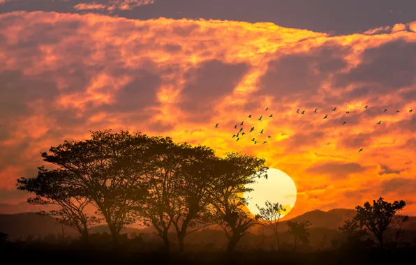 Picture the sky, the sun, clouds, sunset, mountains, birds, tree, silhouette