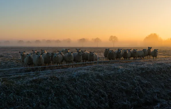Frost, field, the sky, grass, trees, fog, dawn, sheep