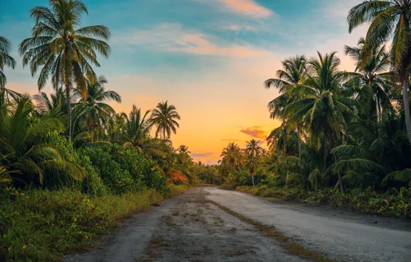 Forest, road, palm, foliage