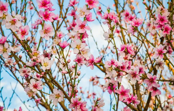 Branches, spring, flowering, flowers, peach tree