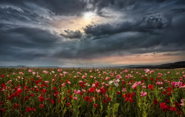 Picture field, summer, clouds, Maki