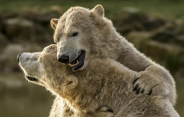 Bears, polar bears, hugs, polar bears, two bears