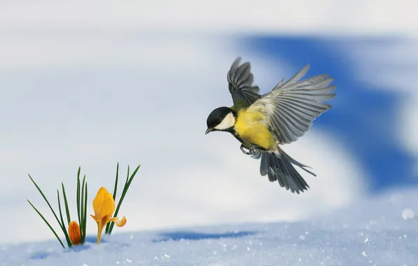 Snow, flight, flowers, bird, spring, yellow, crocuses, bokeh
