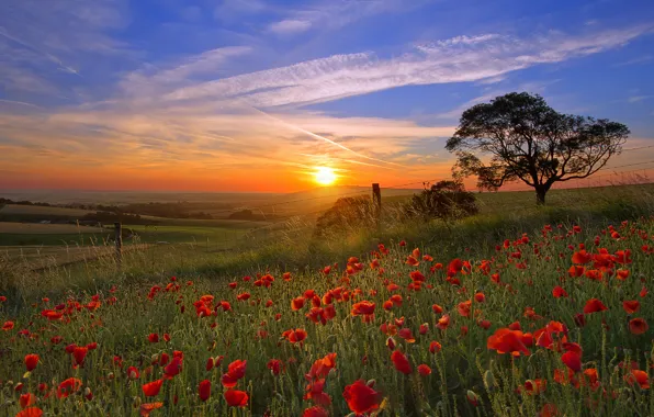 Picture the sky, the sun, flowers, tree, field, Maki, valley