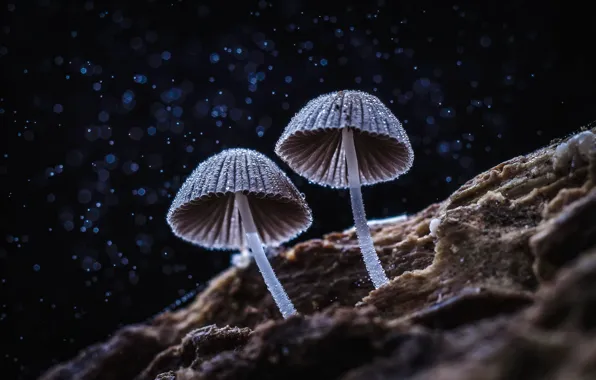 Picture the dark background, mushrooms, bokeh