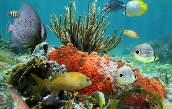 Picture fish, the ocean, underwater world, underwater, ocean, fishes, tropical, reef