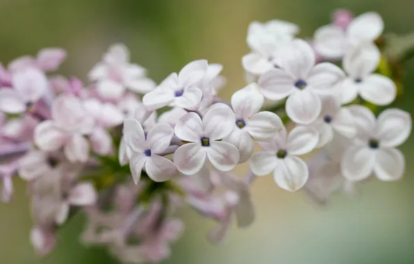 Macro, flowers, spring, white, flowering, lilac, inflorescence, bokeh