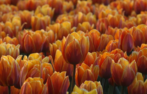 Flowers, spring, tulips, orange, flowerbed