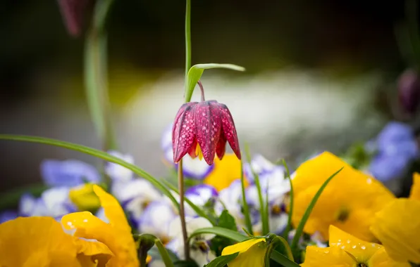 Flower, flowers, red, spring, yellow, garden, Pansy, flowerbed