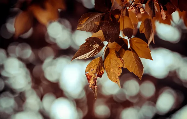 Picture leaves, branches, nature