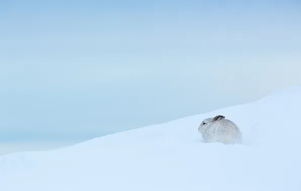 Winter, nature, hare