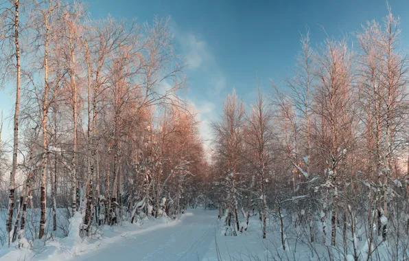 Winter, snow, birch