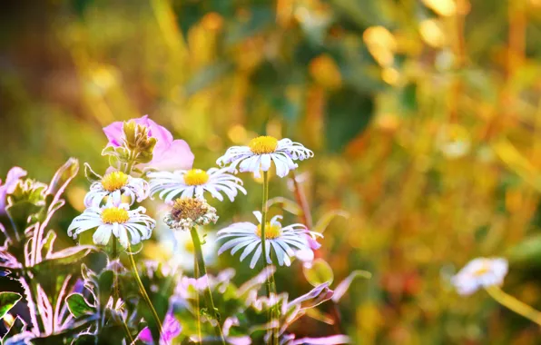 Summer, nature, chamomile, Flowers