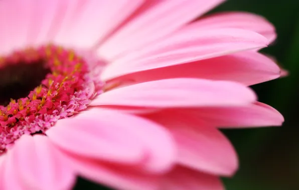 Flowers, nature, nature, macro photography, macro photo, petals pink