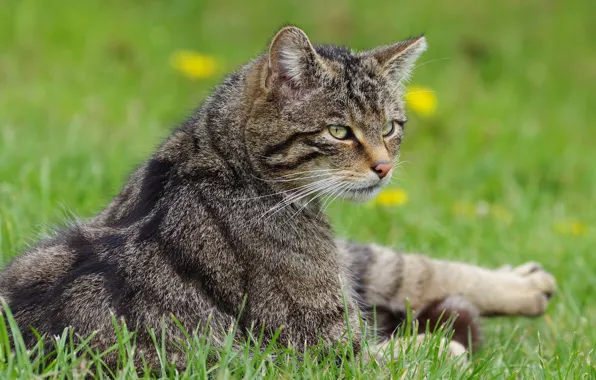 Cat, grass, cat, grey, lies, striped, wild, forest