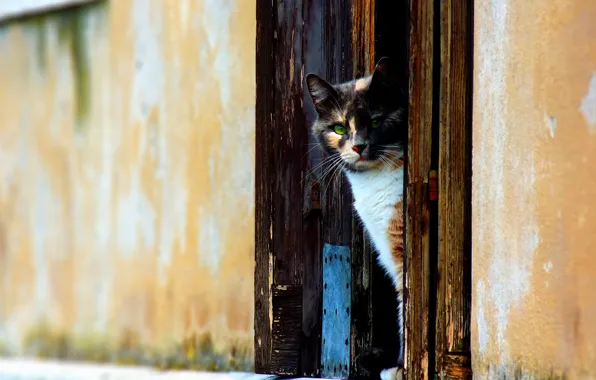 Cat, wall, The door