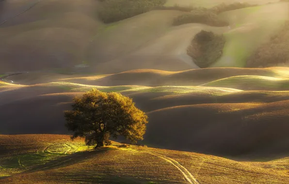 Light, tree, hills, morning, Italy, Tuscany