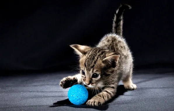 Picture balls, eyes, kitty, plays