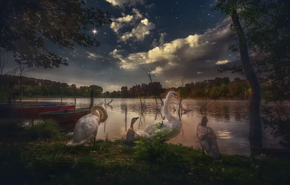 Picture the sky, trees, birds, night, lake, stars, swans, Chicks