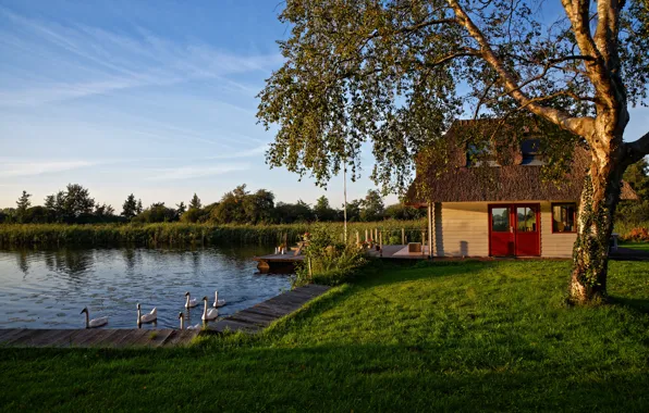 Greens, the sky, grass, the sun, trees, house, pond, the reeds