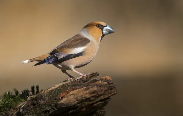 Picture birds, stump, finches, hawfinch