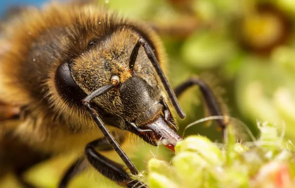 Flower, bee, insect