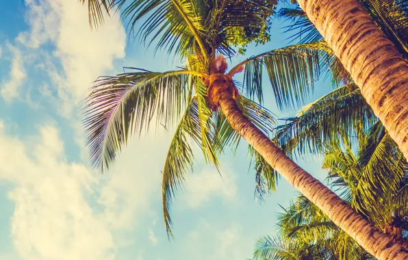 Sand, sea, wave, beach, summer, the sky, palm trees, shore
