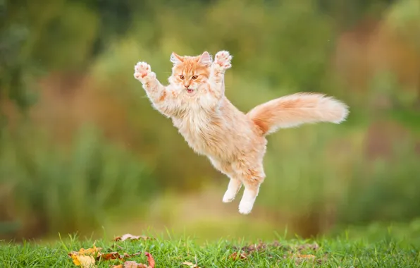 Cat, jump, fluffy, red, red cat