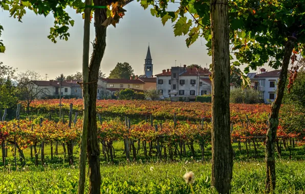 Picture grass, the sun, trees, home, the bushes, Slovenia, plantation, Vipava