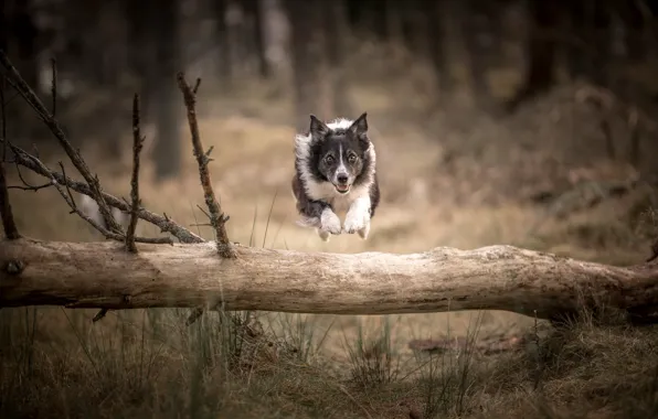 Picture forest, nature, jump, dog, log, the border collie