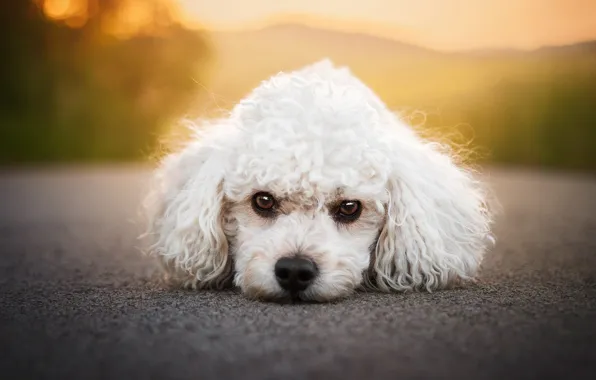Road, look, light, nature, portrait, dog, puppy, lies