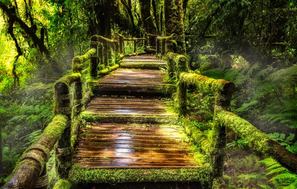 Picture greens, forest, trees, tropics, moss, jungle, Thailand, fern