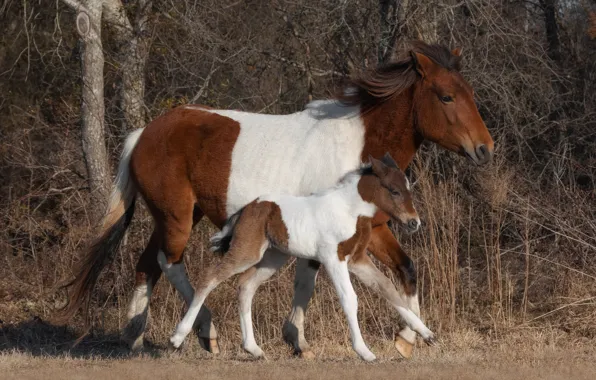 Forest, grass, trees, branches, horses, horse, pair, walk