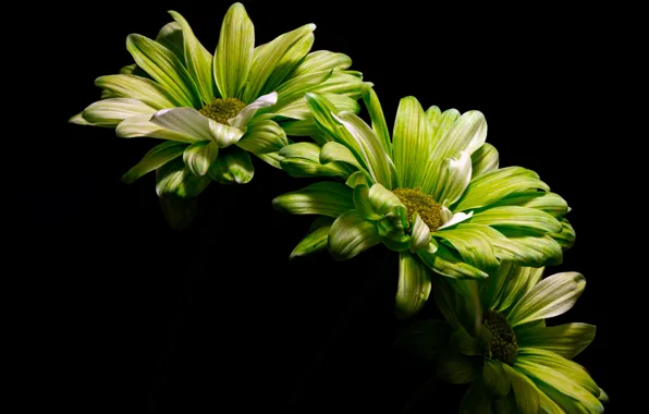 Flowers, nature, background