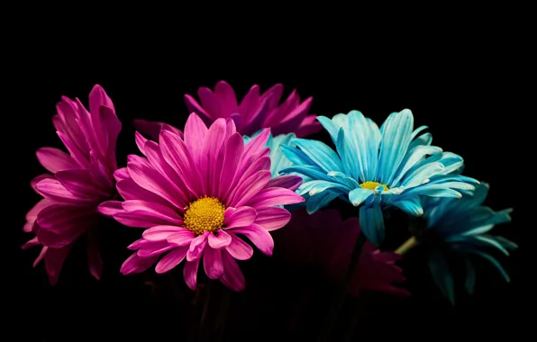 Flowers, background, color