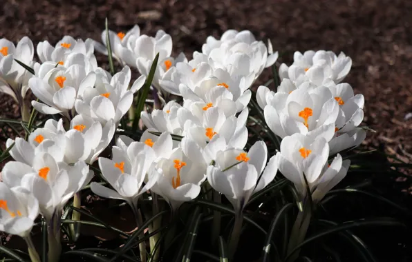 Light, flowers, glade, spring, crocuses, white, flowerbed