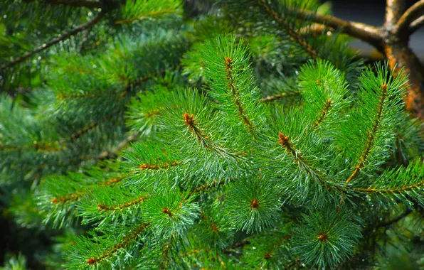 Tree, pine, twig