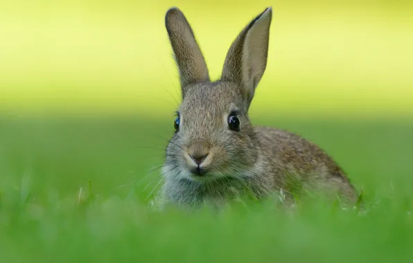 Picture grass, grey, glade, hare, rabbit, Bunny, green background, hare