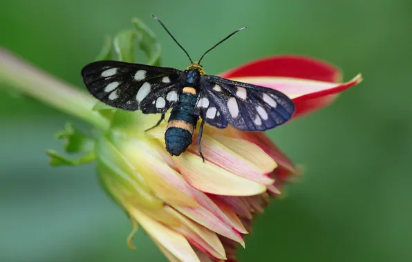 Flower, macro, butterfly, Dahlia