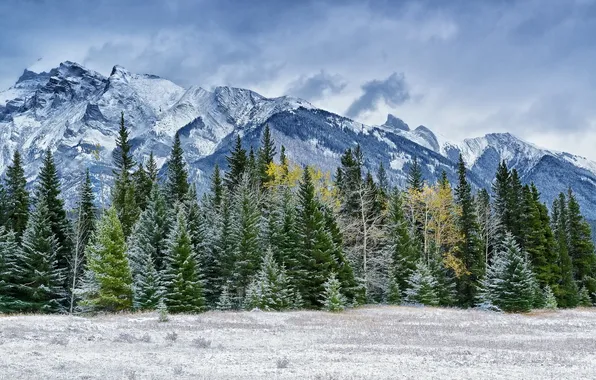 Picture winter, forest, snow, trees, mountains, coniferous