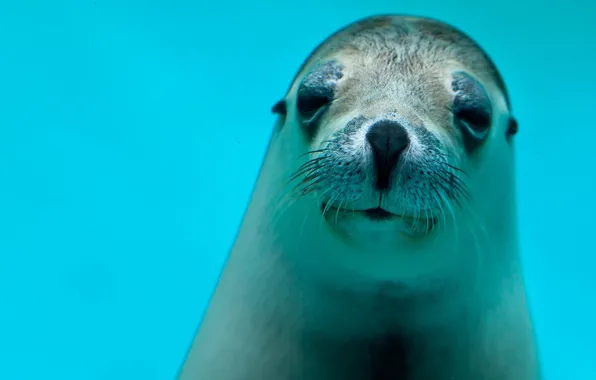 Picture seal, looks, blue water